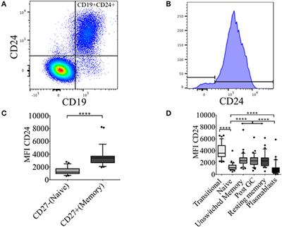 CD24 Expression and B Cell Maturation Shows a Novel Link With Energy Metabolism: Potential Implications for Patients With Myalgic Encephalomyelitis/Chronic Fatigue Syndrome